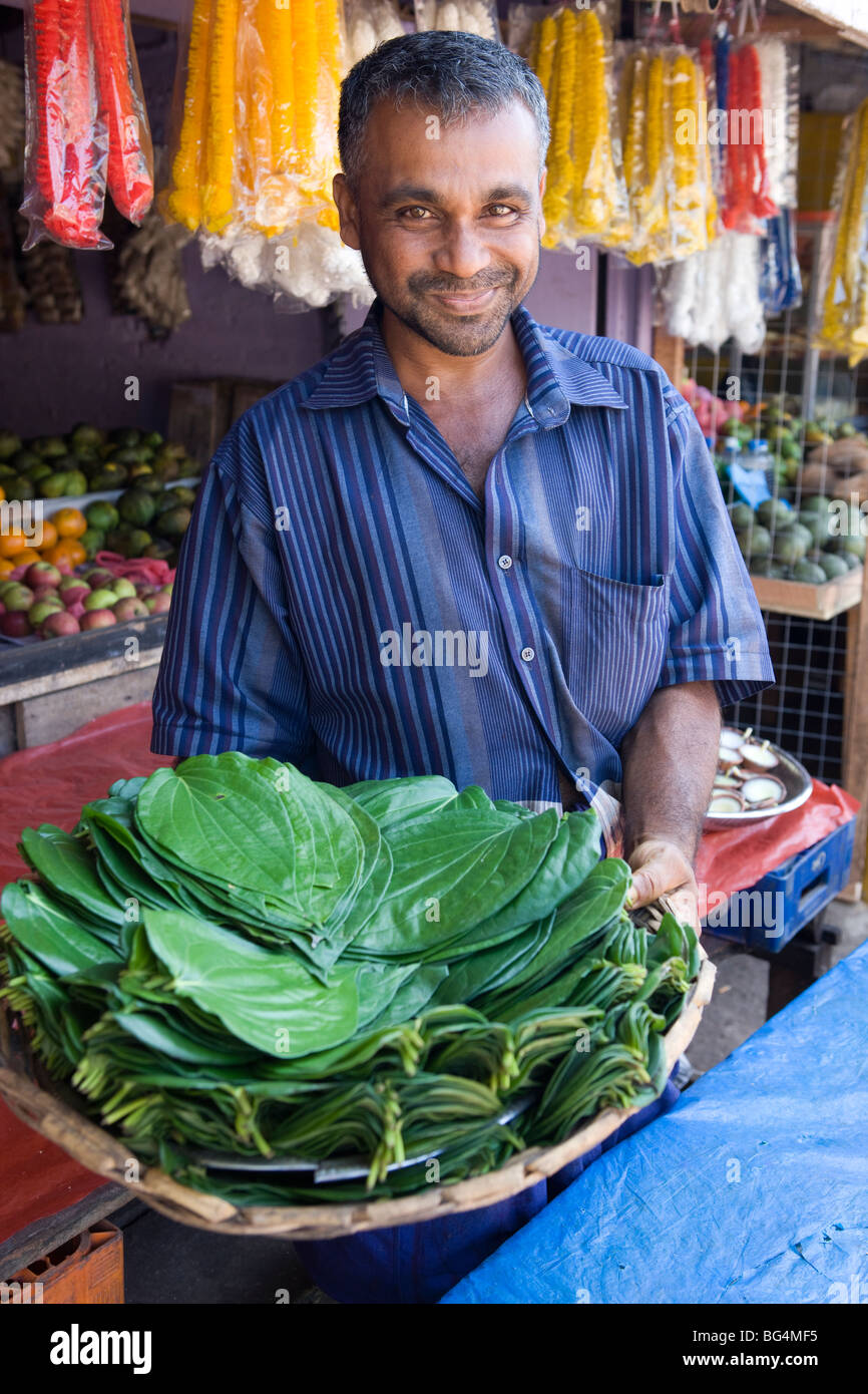 Fresh Tobacco Leaves, Sri Lanka Stock Photo Alamy