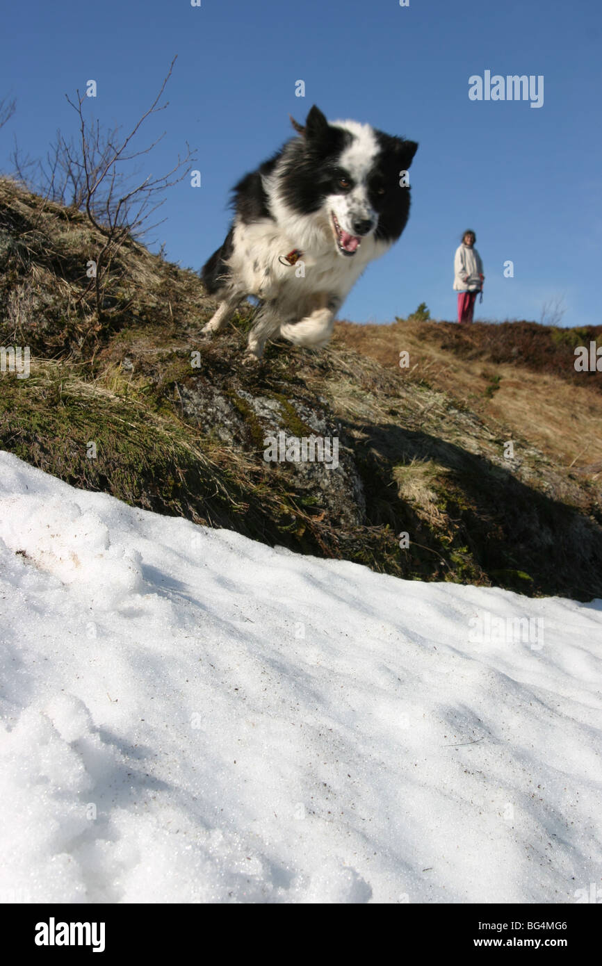 Sheep dog jumping on mountain side Stock Photo Alamy