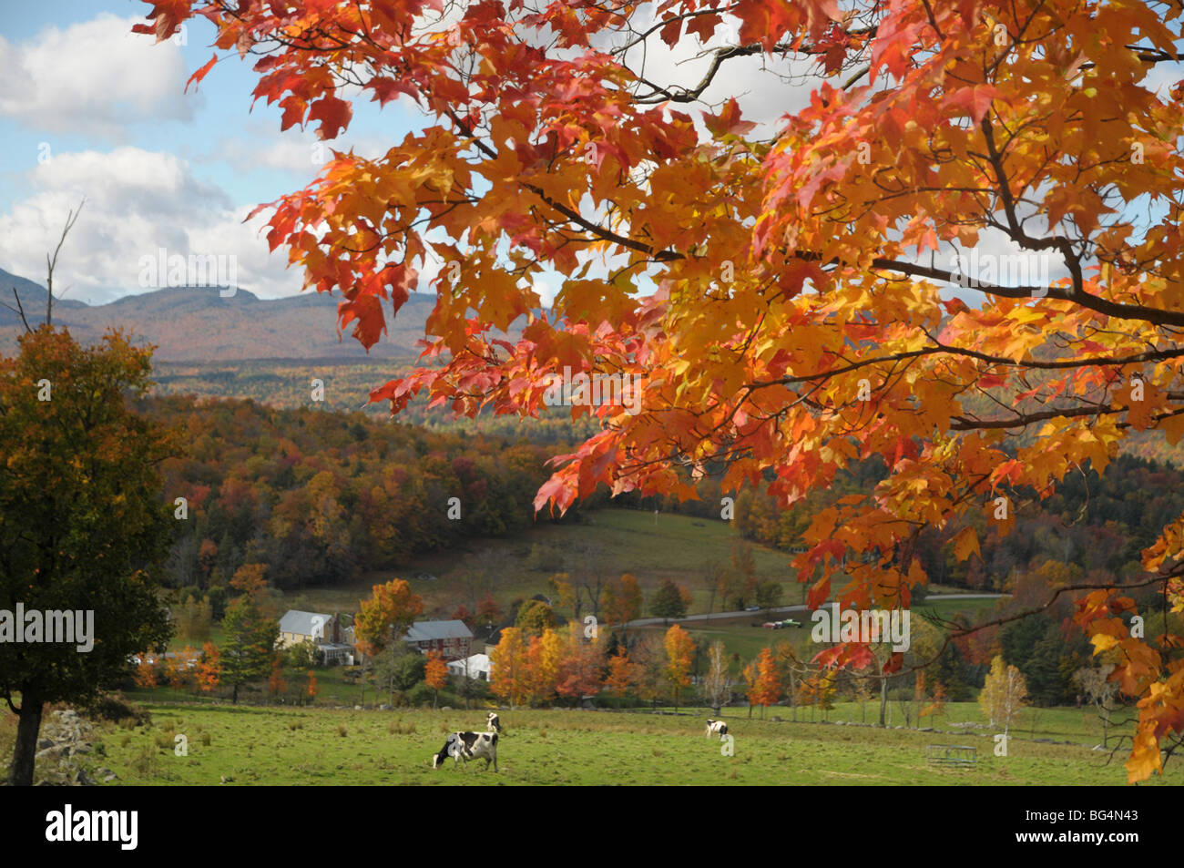 Colorful leaves from a maple tree grace the foreground as cows graze