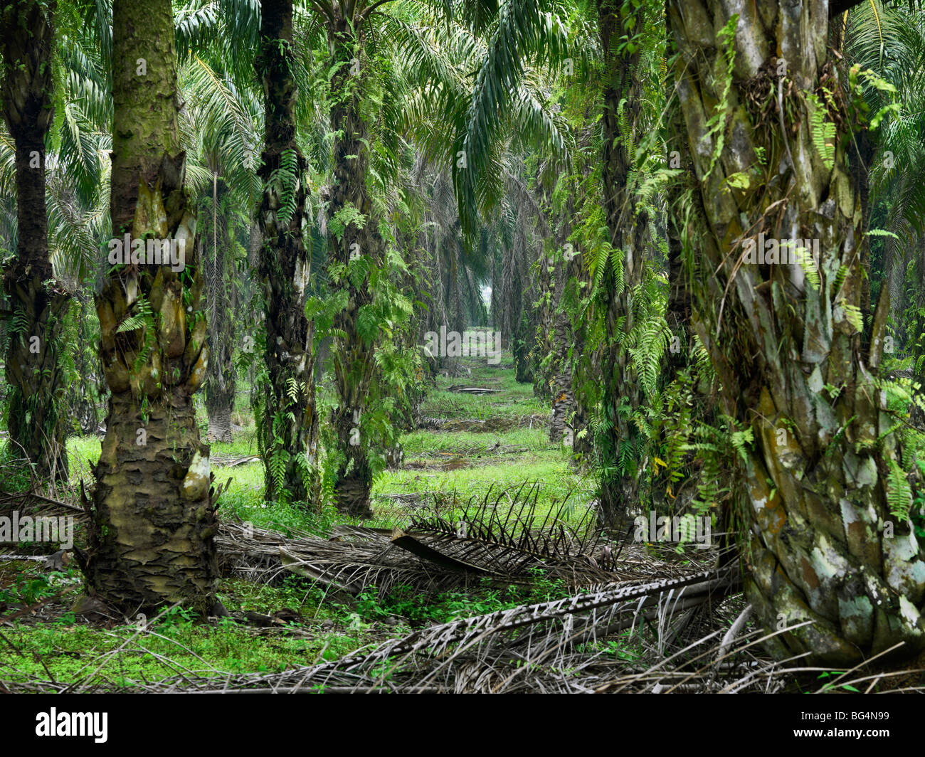A ground-level view of a matured palm tree plantation Stock Photo - Alamy