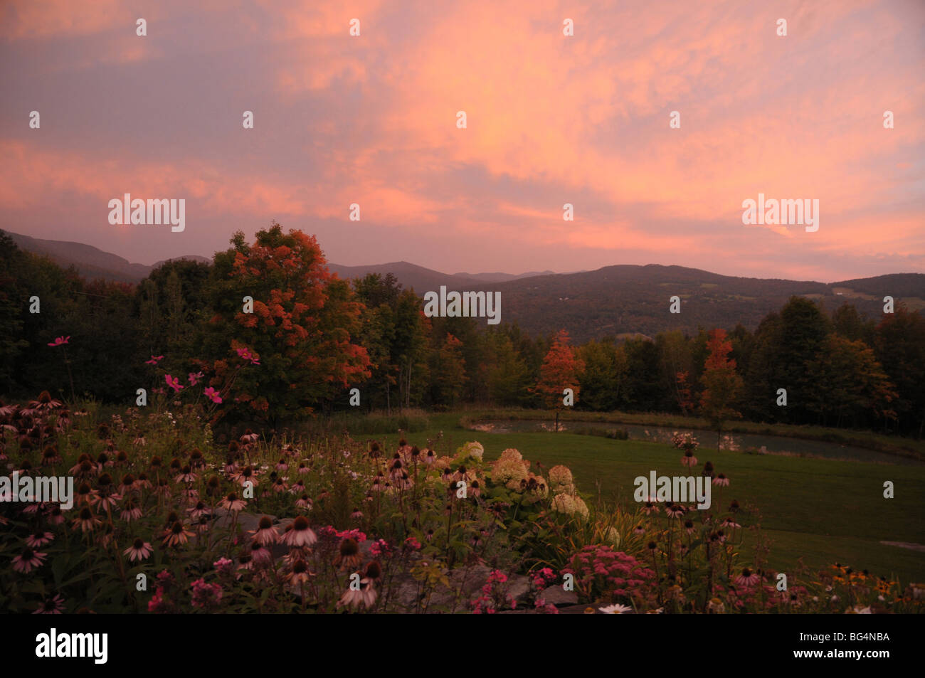 A pink sky is viewed as fall flowers grace the foreground. Stock Photo