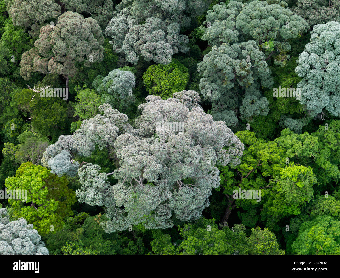 Lush tropical forest hi-res stock photography and images - Alamy