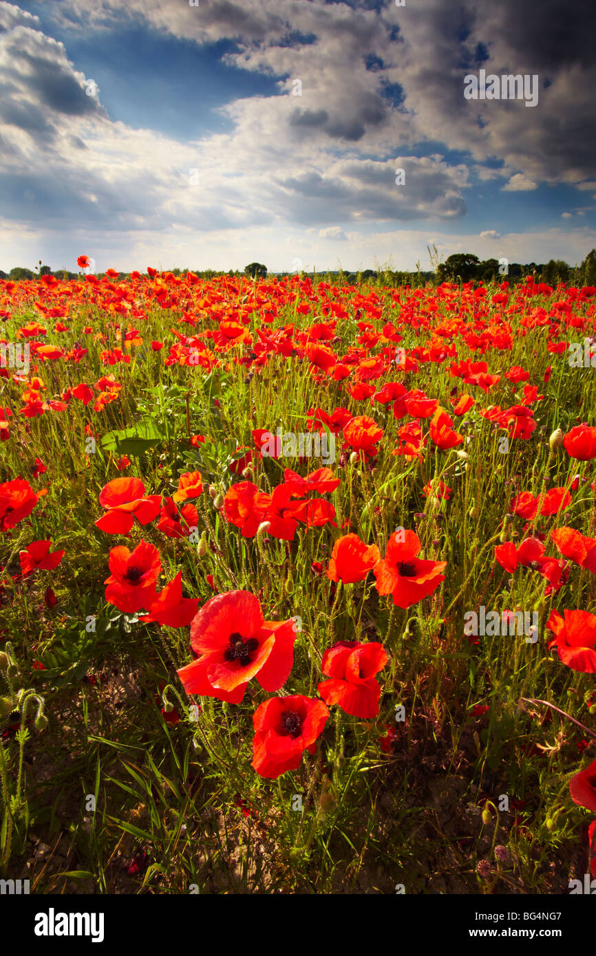 Poppy field wiltshire summer hires stock photography and images Alamy