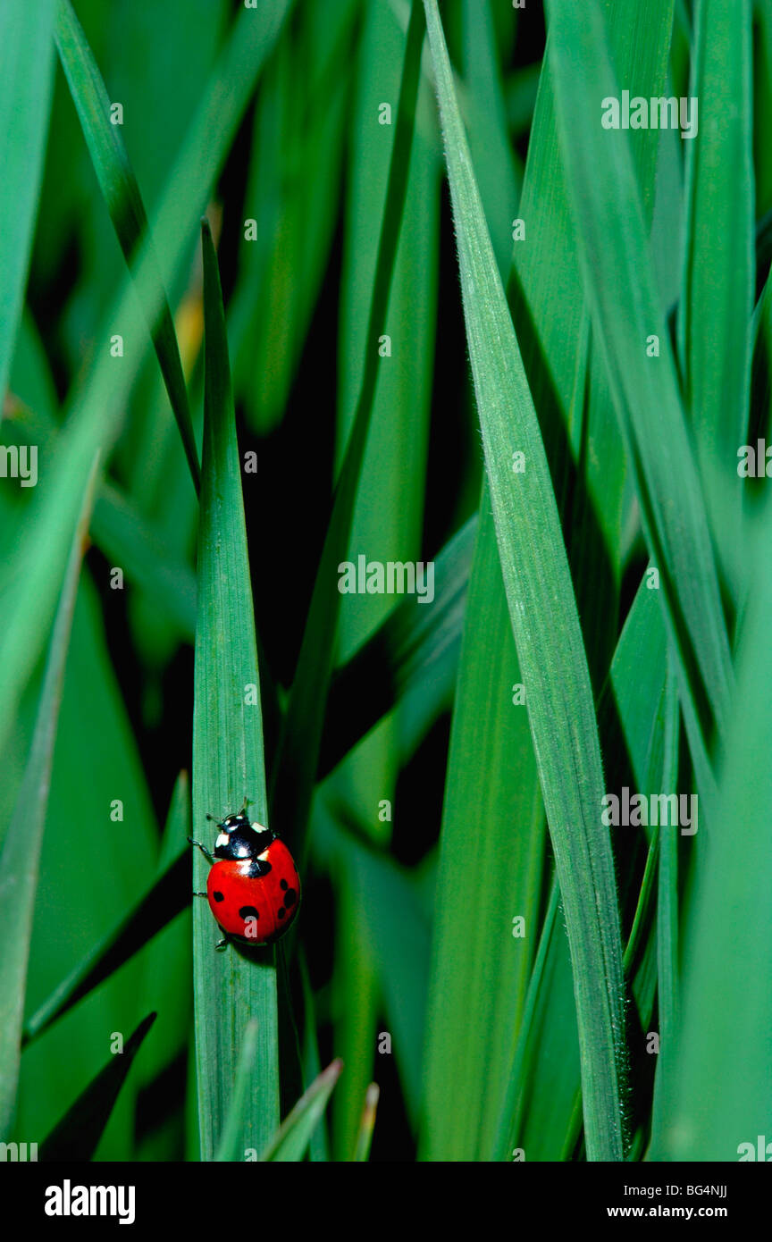 Nine spotted ladybird beetle hi-res stock photography and images - Alamy