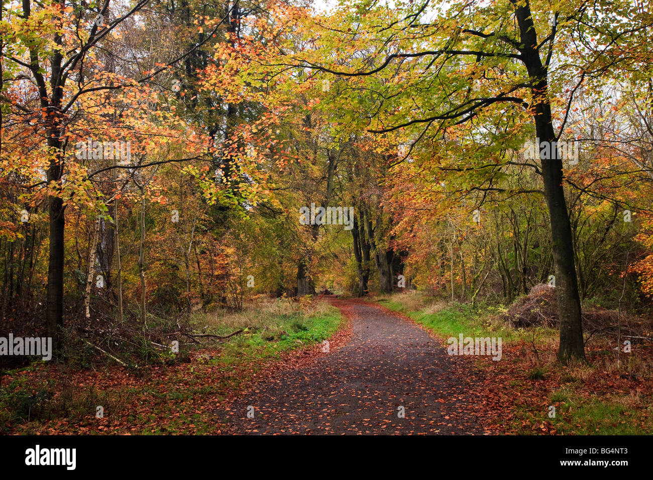 Autumn colours, Savernake Forest, near Marlborough, Wiltshire, UK Stock Photo