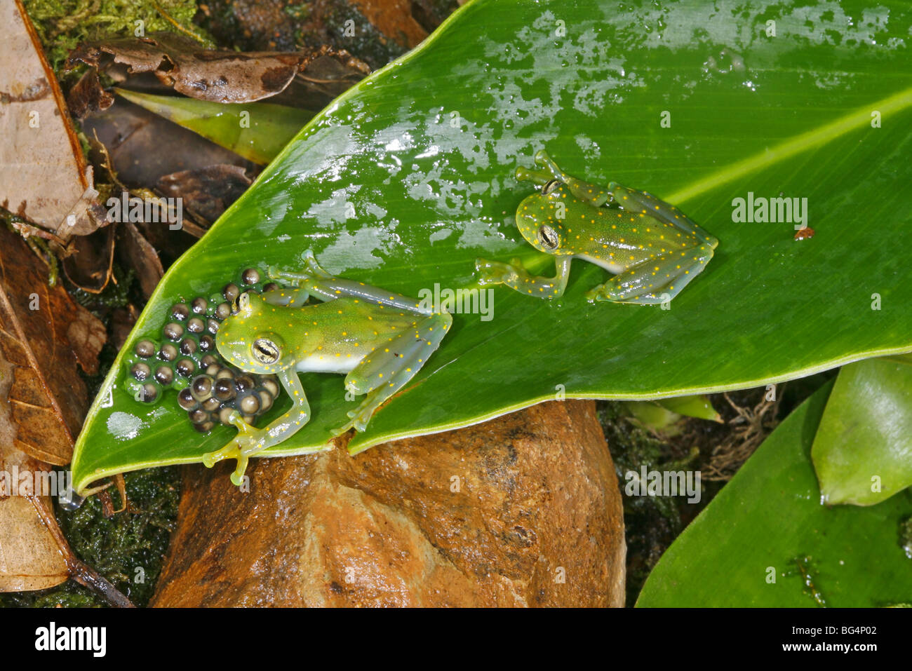 Glass frog eggs hires stock photography and images Alamy
