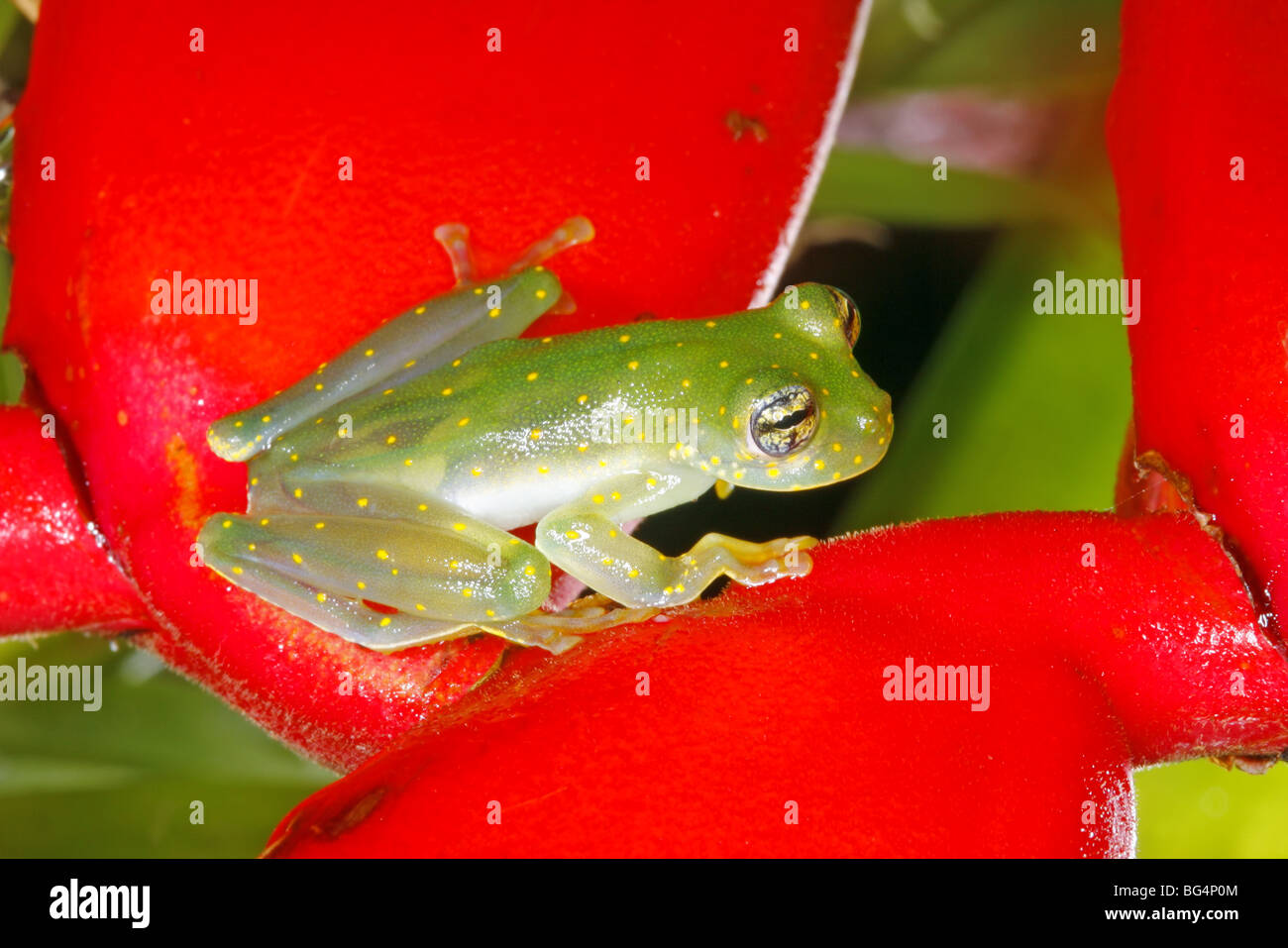 Cascade Glass Frog Stock Photo