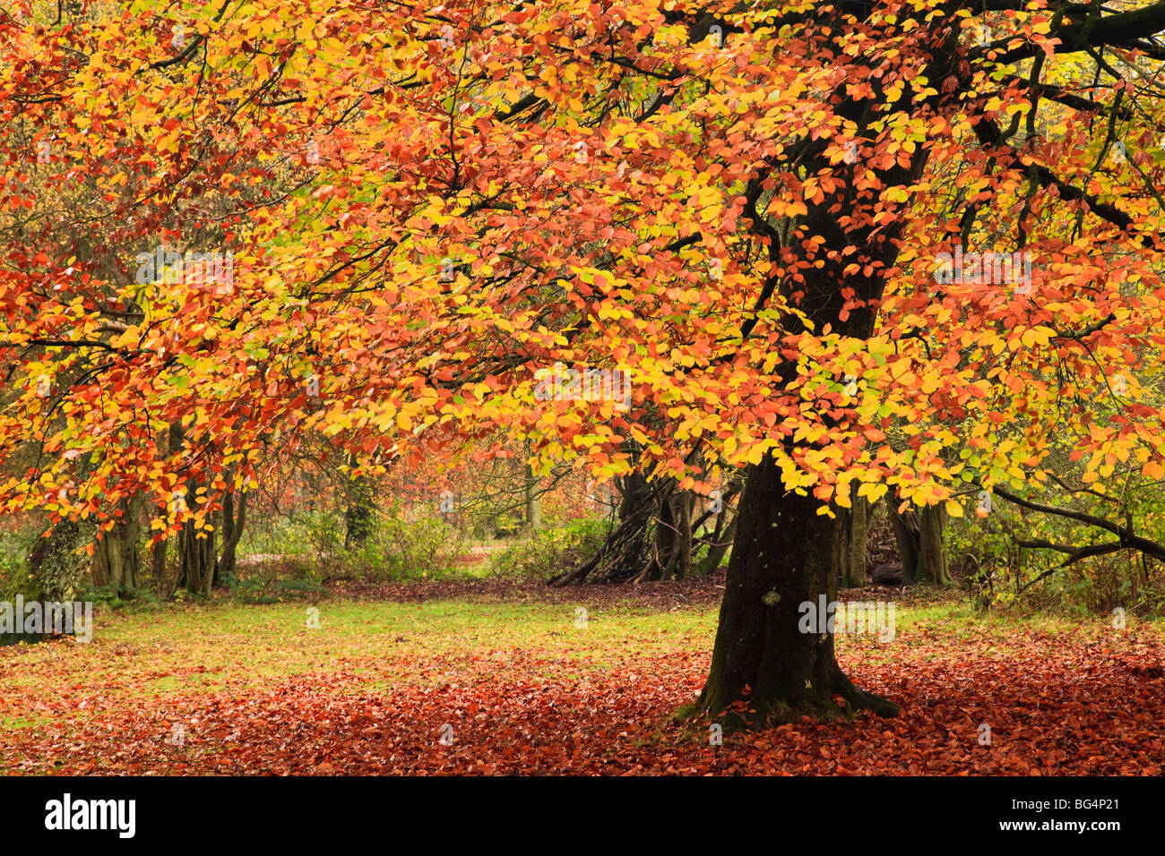 Autumn colours, Savernake Forest, near Marlborough, Wiltshire, UK Stock ...