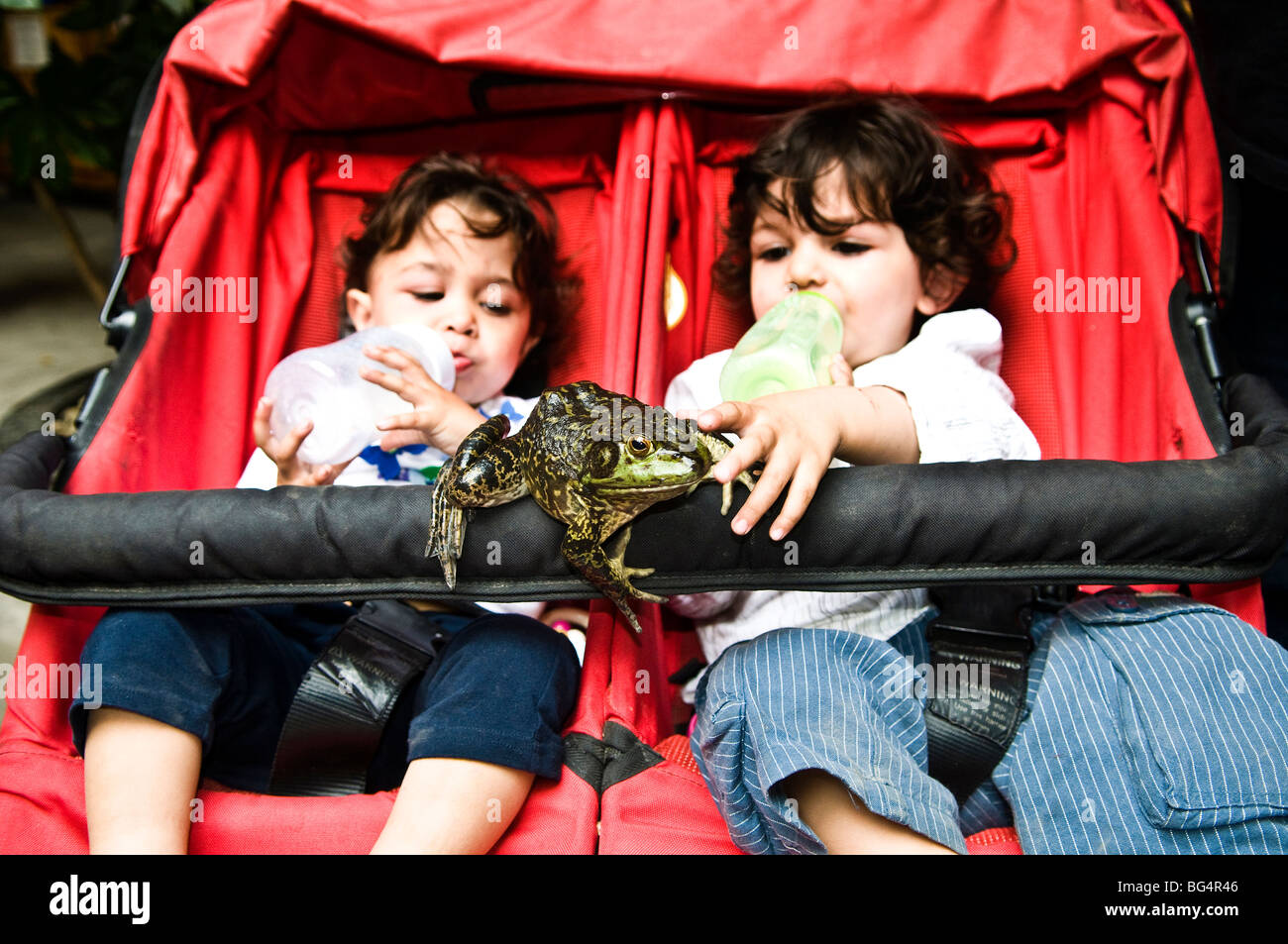 Curious twins play with a big frog that visited them on their stroller. Stock Photo