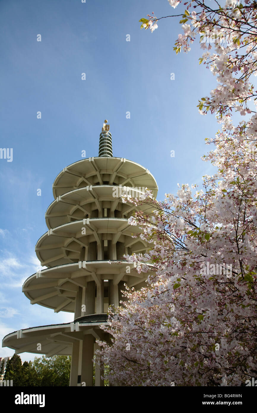 Japanese sakura cherry blossom trees in bloom and the Peace Pagoda at