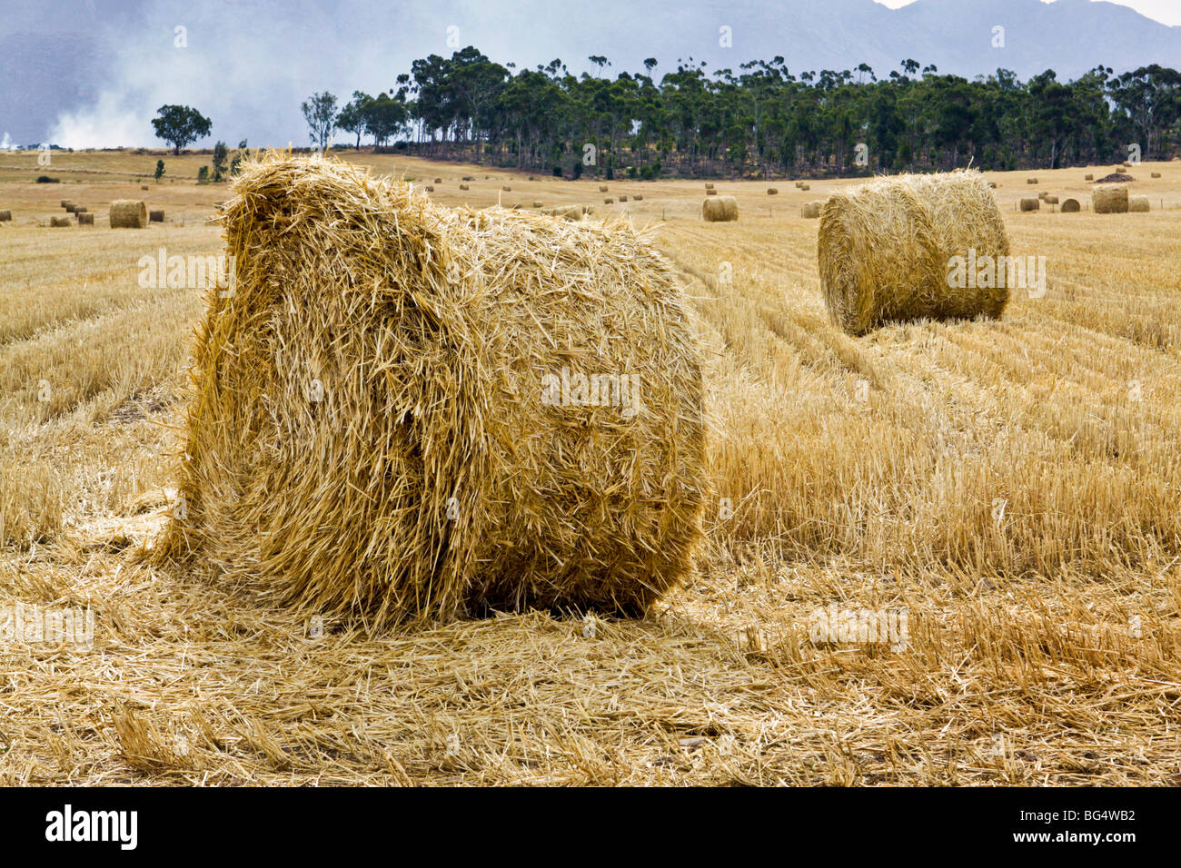 Bales of hay in a wheat field on a farm near Ceres, South Africa. Stock Photo