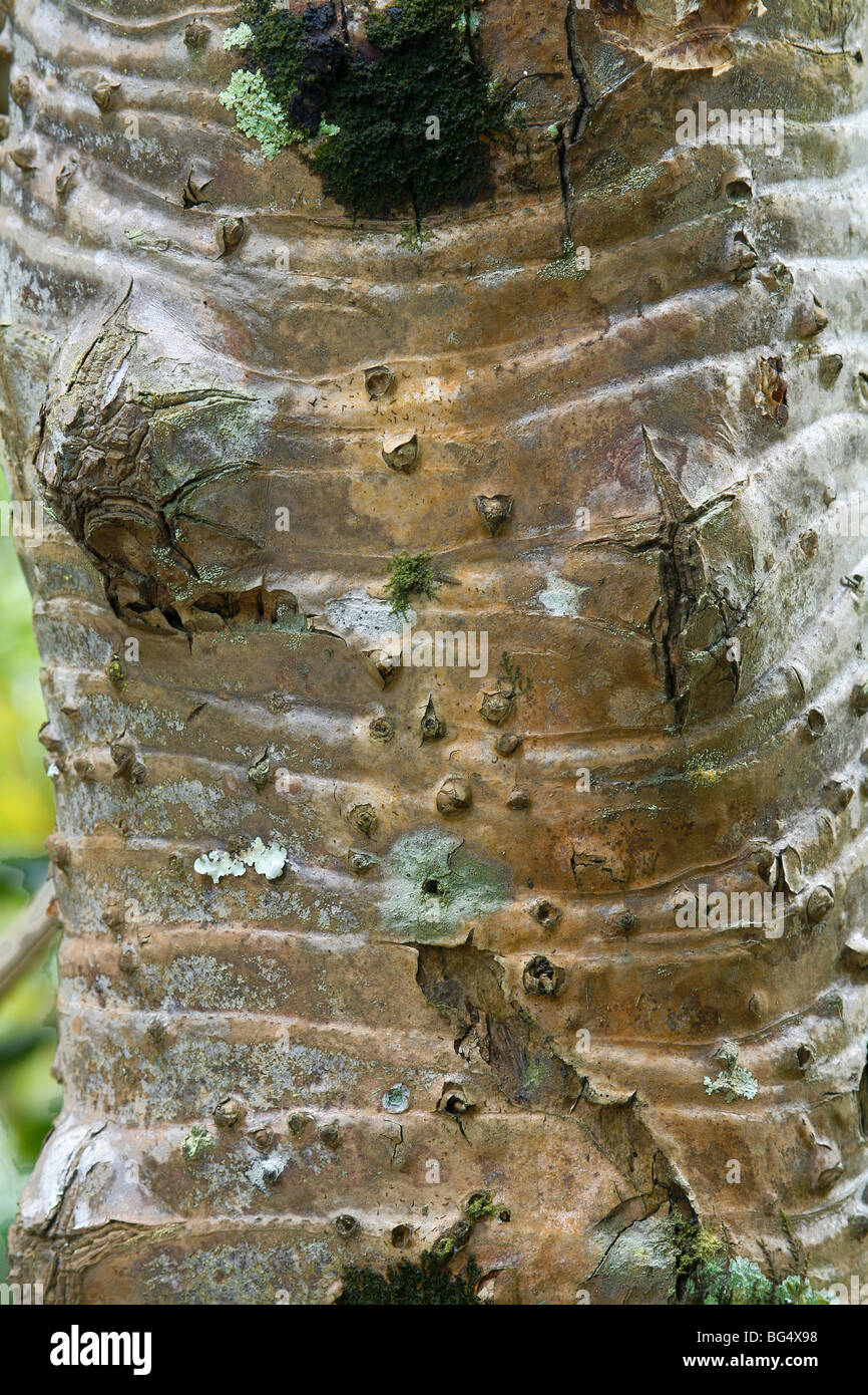 Screwpine (Hala) bark Pandanus tectorius Stock Photo