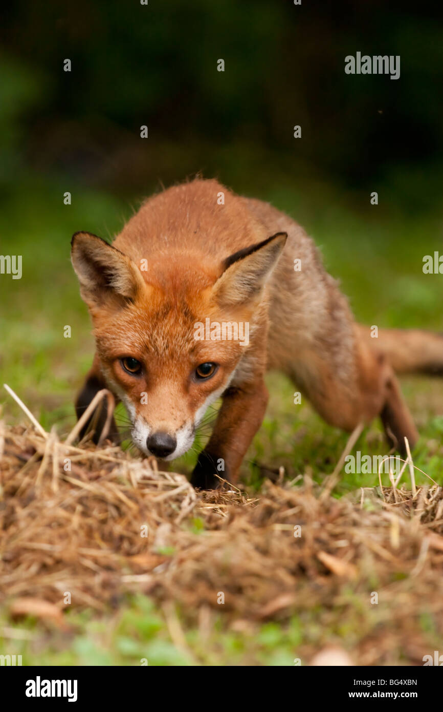 Sly fox hires stock photography and images Alamy