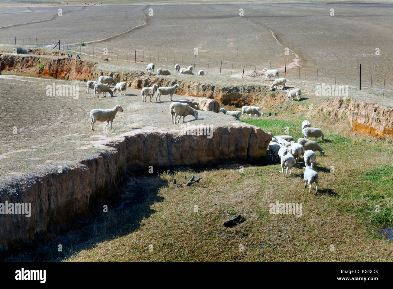 Merino sheep grazing in a gulch near a wheat field on a farm near Ceres, South Africa. Stock Photo