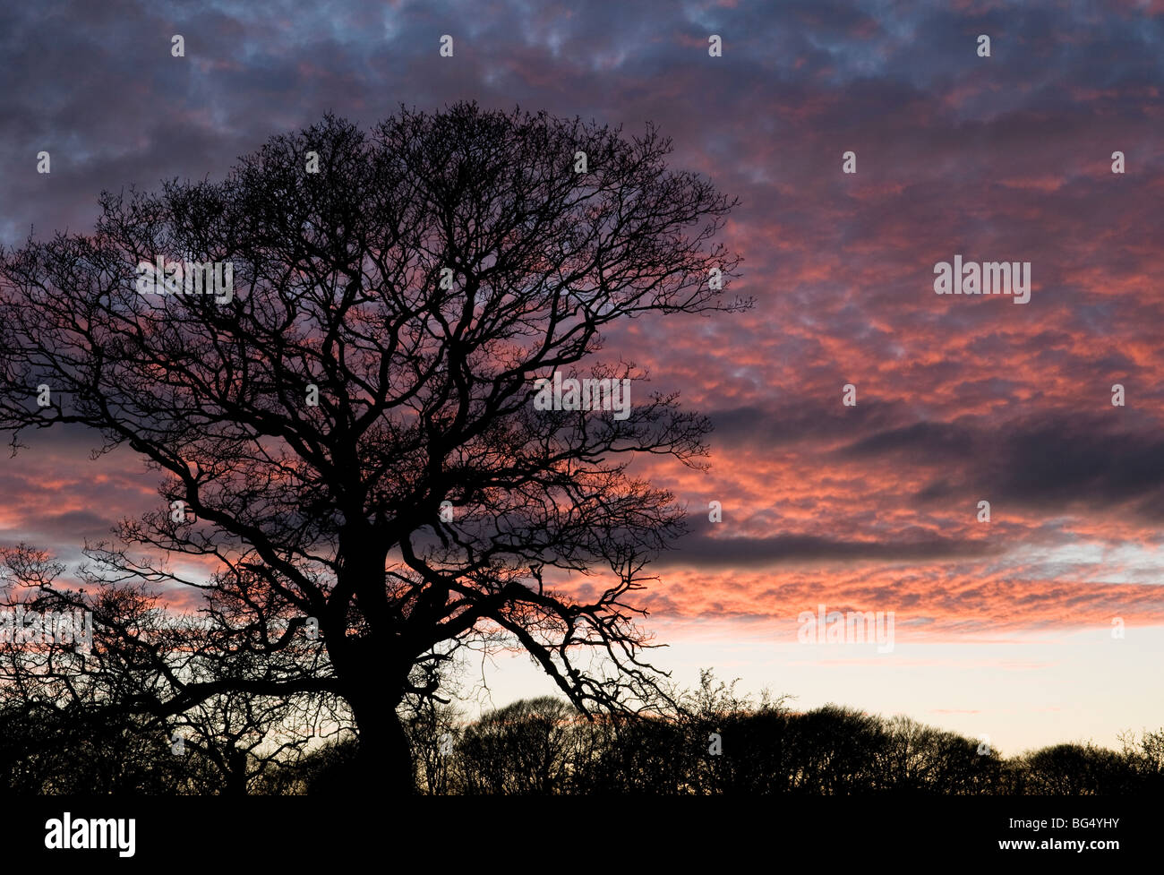 Quercus oak tree sunset silhouette hi-res stock photography and images ...