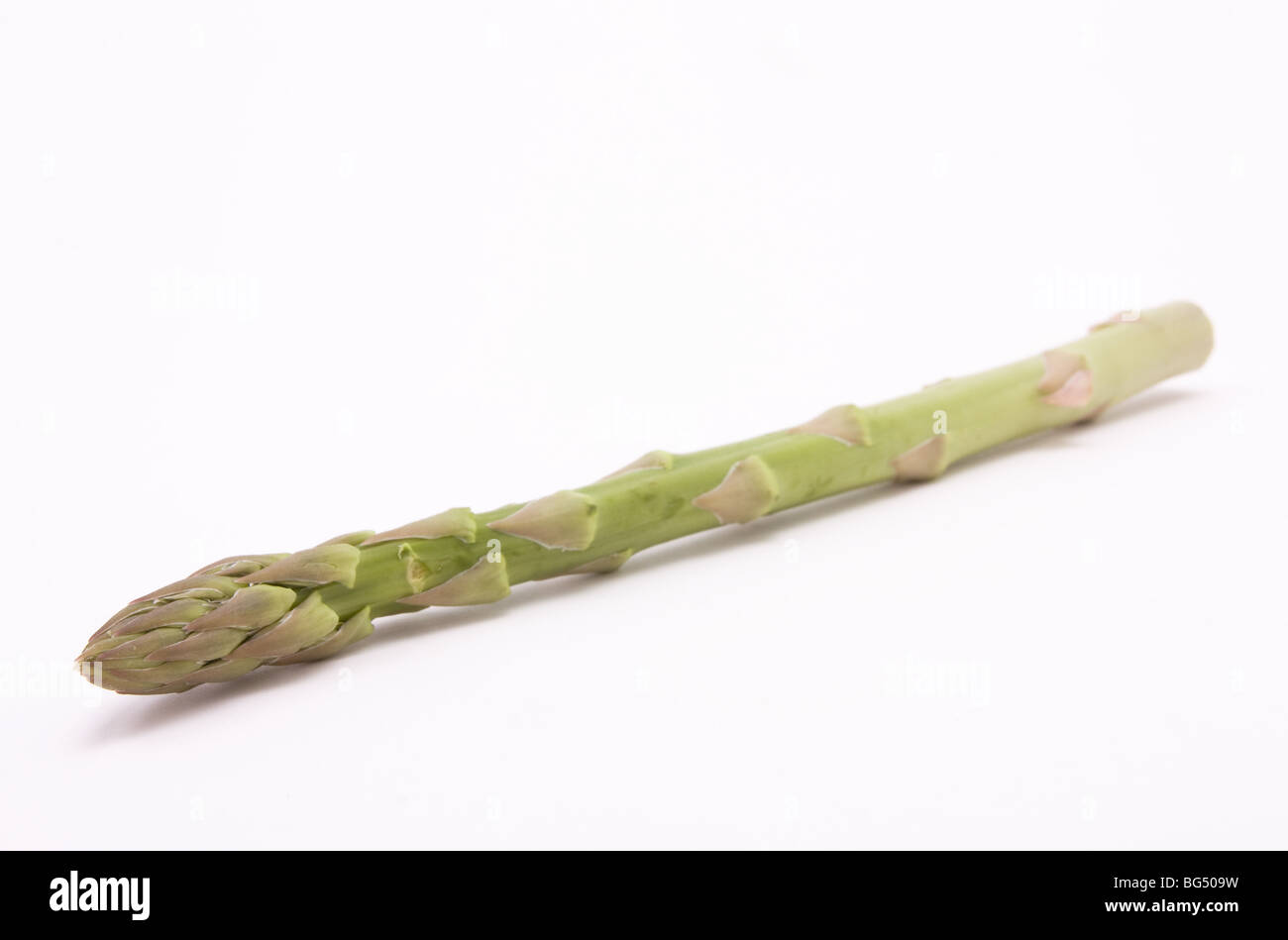 Single asparagus spear hi-res stock photography and images - Alamy