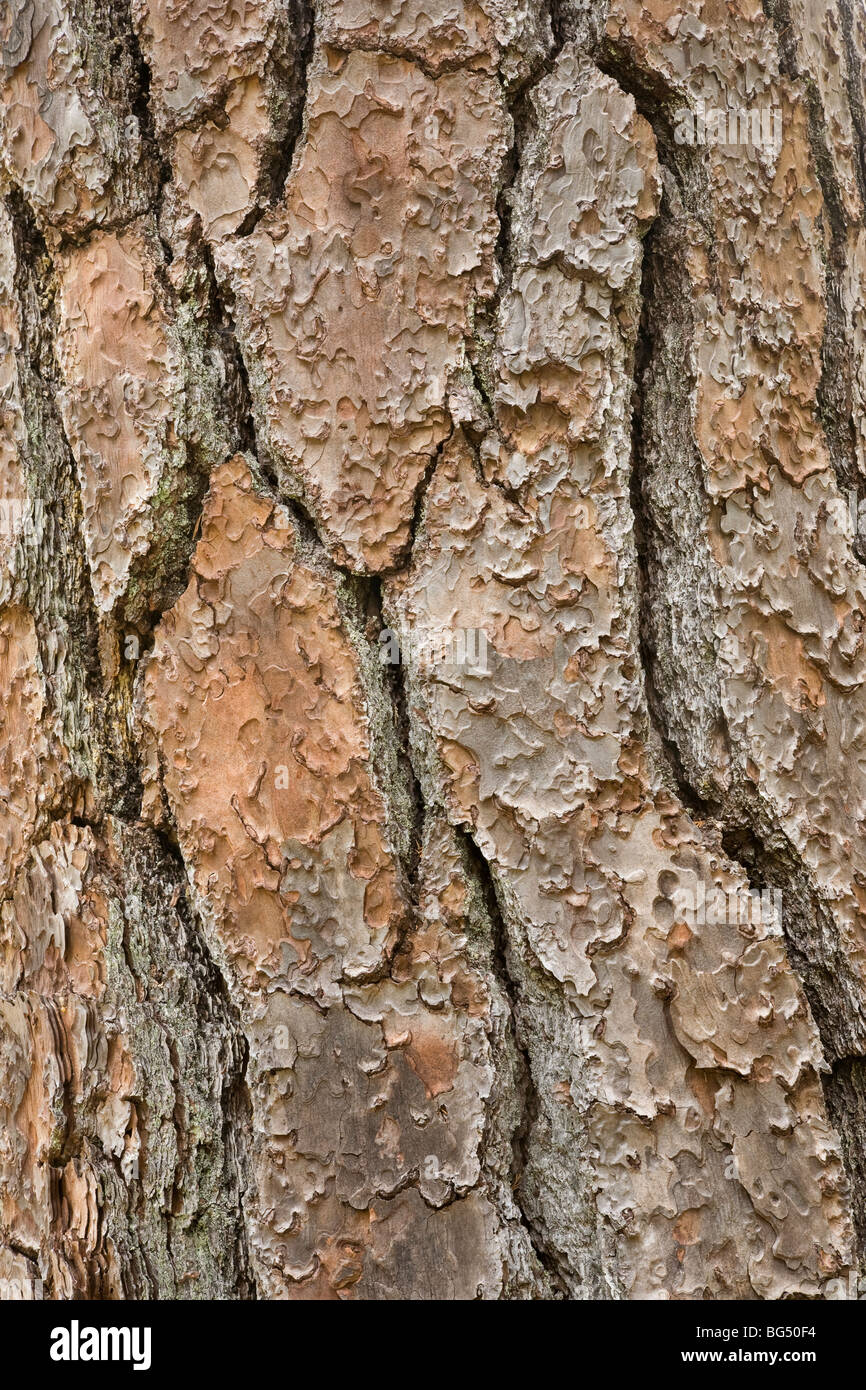Bark of Jeffrey Pine, California Stock Photo