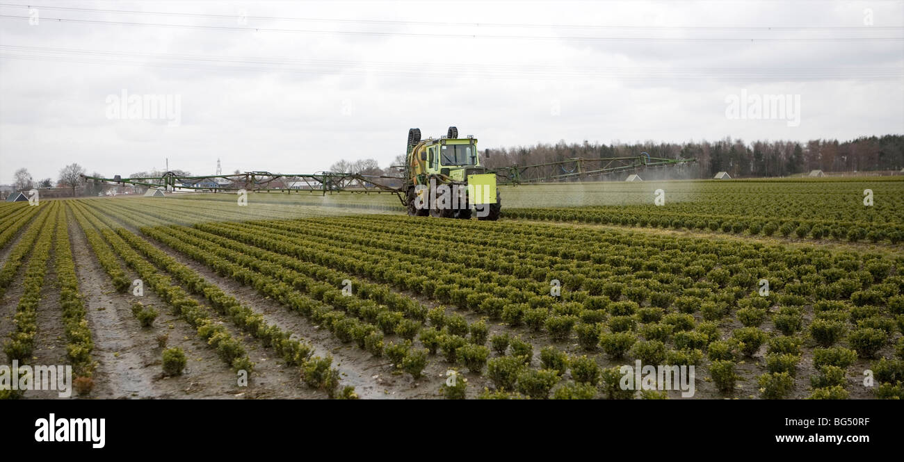 many farmers cultivate shrubs and outsource spraying of insecticide and fertilizers. Stock Photo