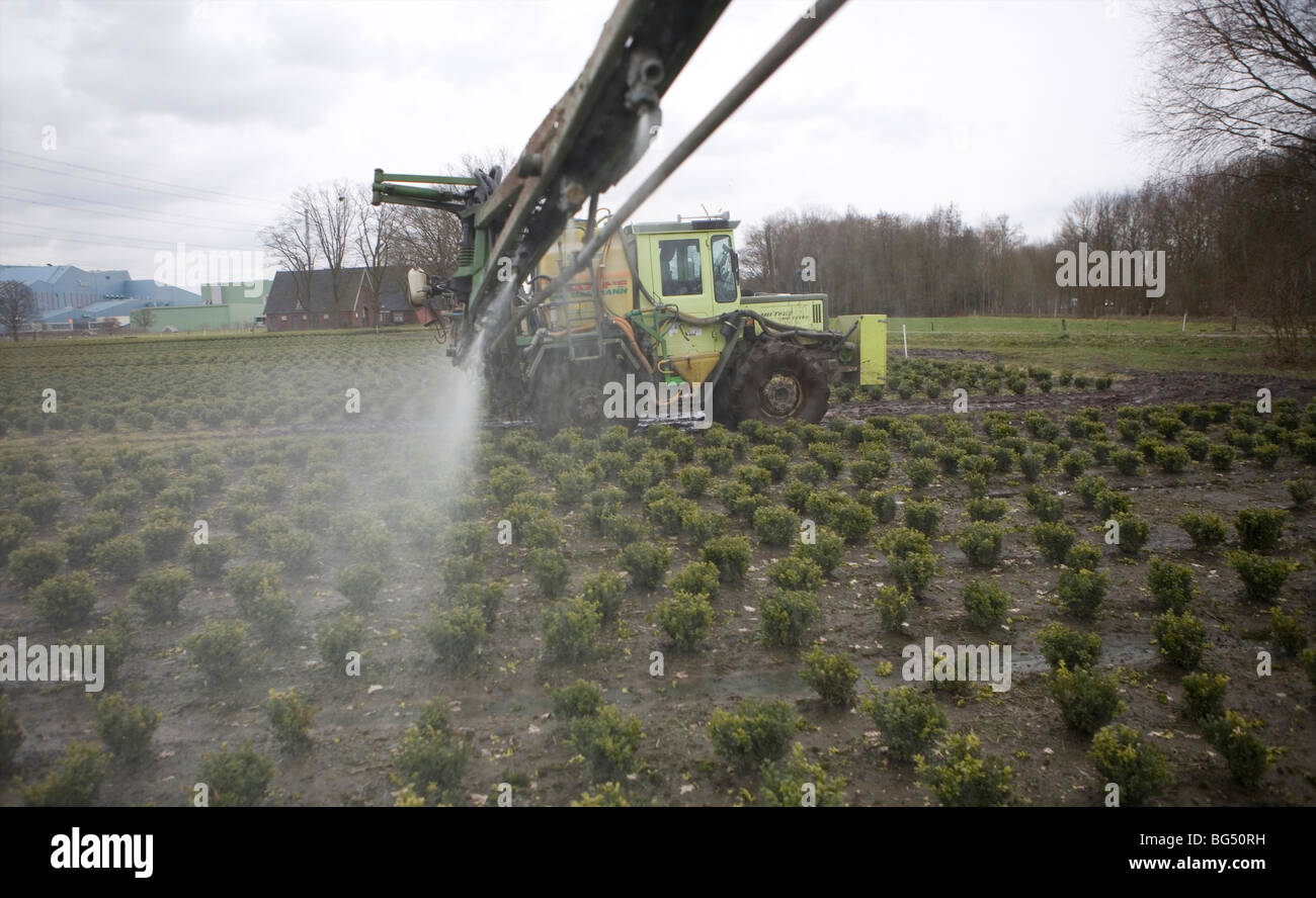 many farmers cultivate shrubs and outsource spraying of insecticide and fertilizers. Stock Photo