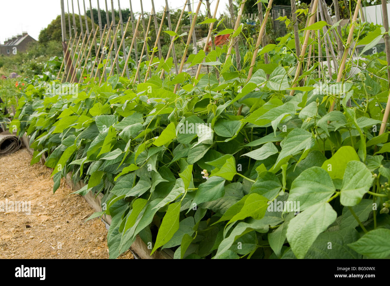 Young runner beans growing up canes on an allotment Stock Photo Alamy