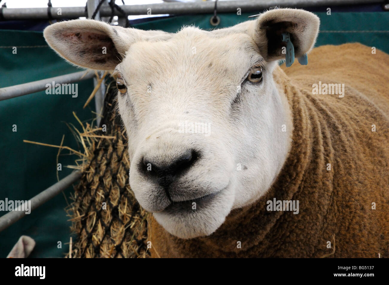Texel sheep at the 2009 Royal Highland Show, Ingliston, Edinburgh, Scotland, UK. Stock Photo