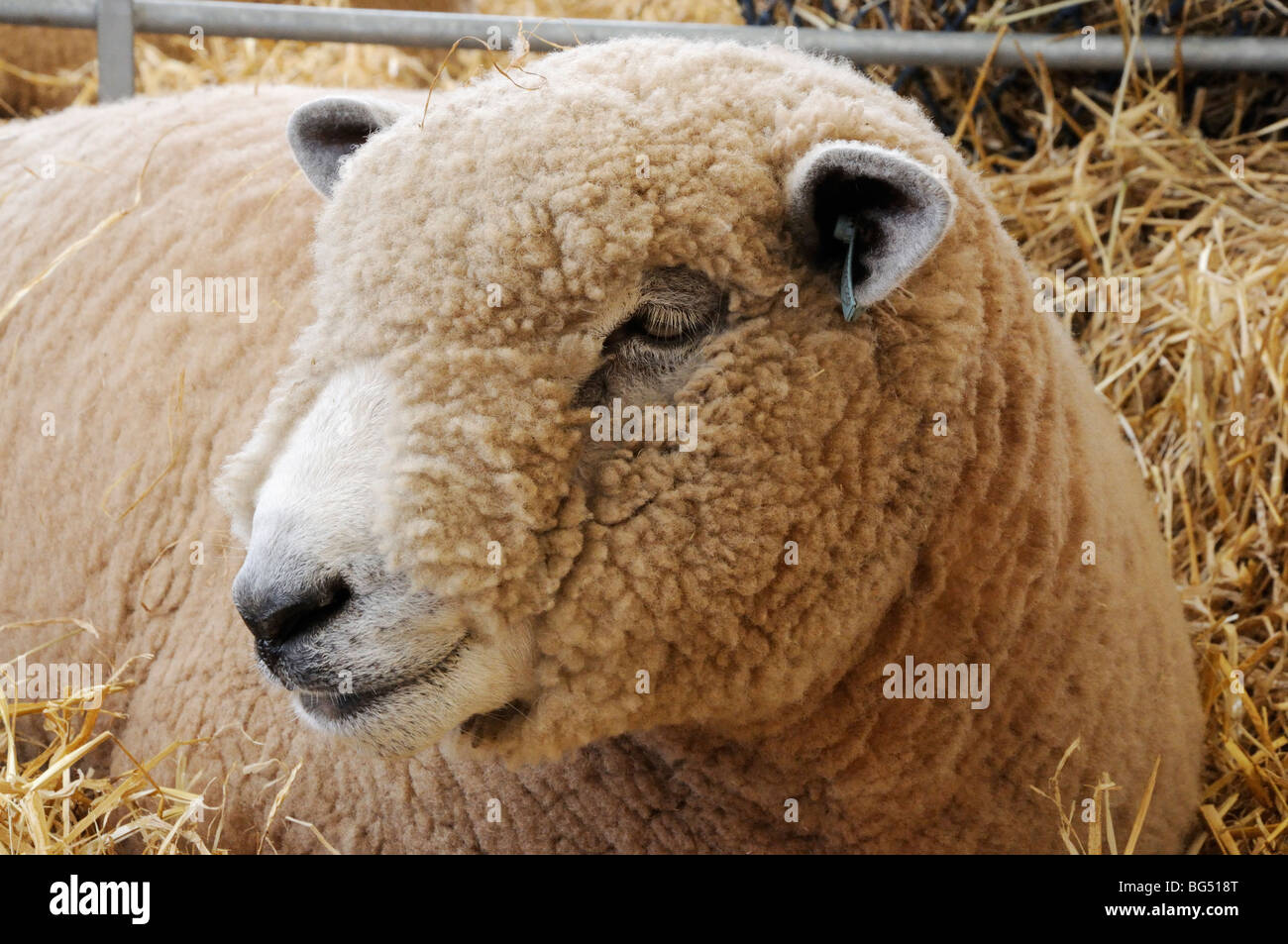 Ryelands sheep at the 2009 Royal Highland Show, Ingliston, Edinburgh, Scotland, UK. Stock Photo
