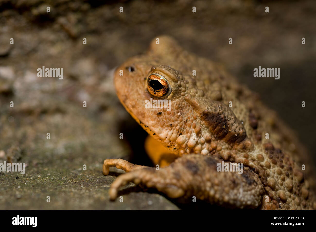 Common European toad Bufo Bufo Stock Photo