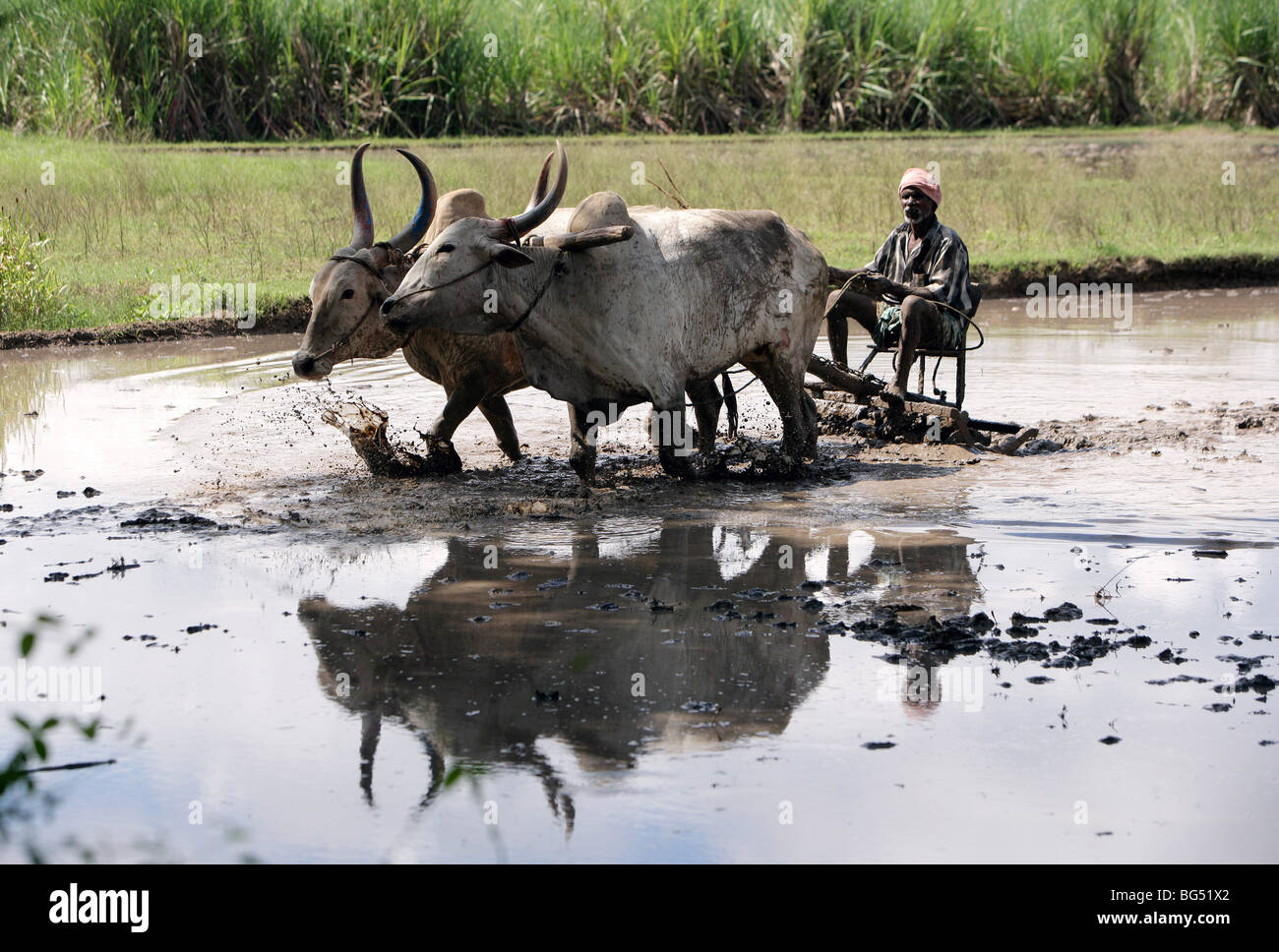 Farmer ploughing a rice field using traditional oxen pulled plough, India Stock Photo