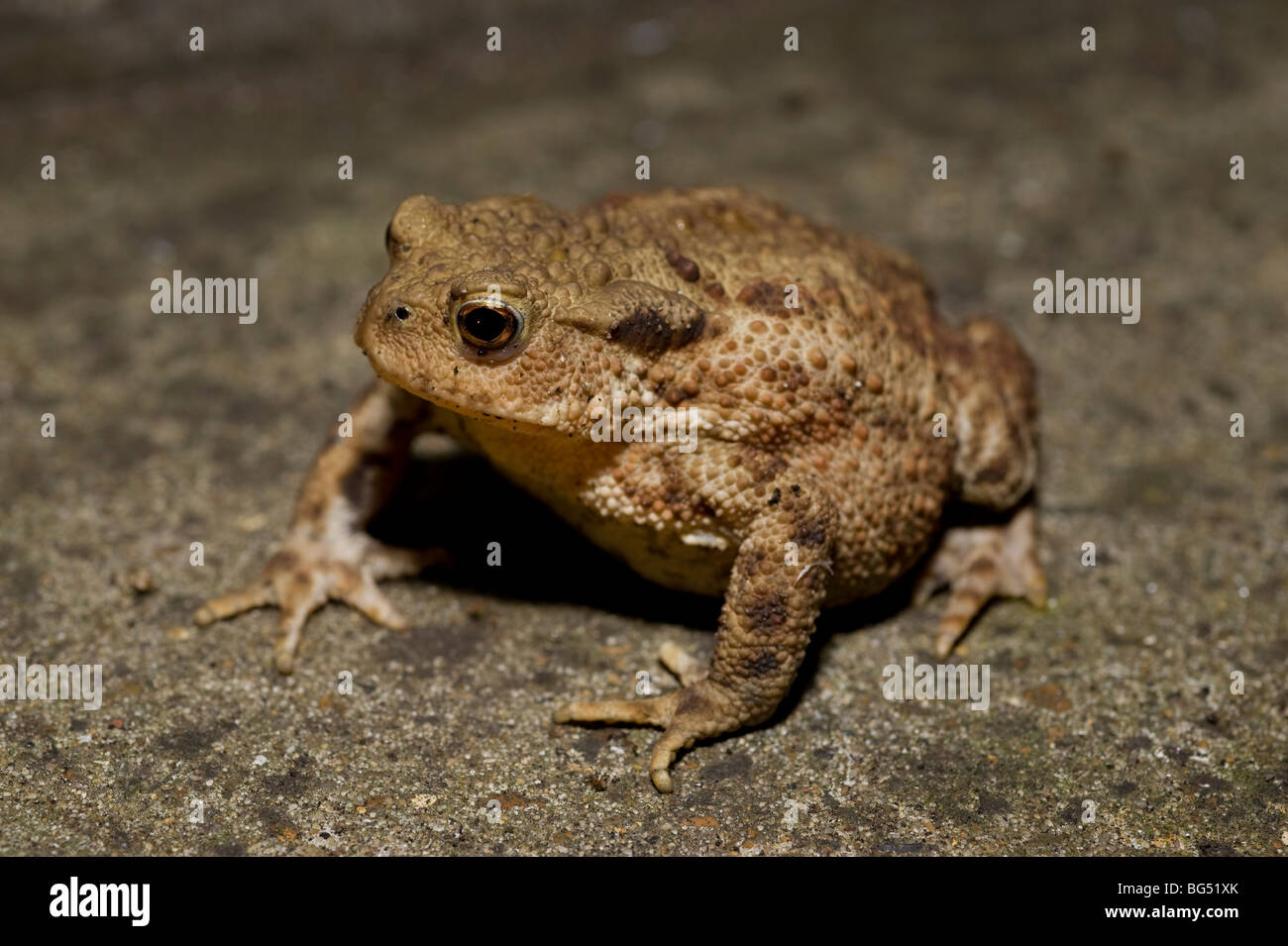 Common European toad Bufo Bufo Stock Photo