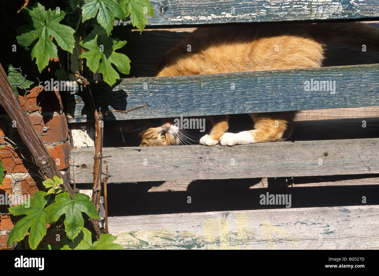 Red tabby cat playing hide and seek Stock Photo
