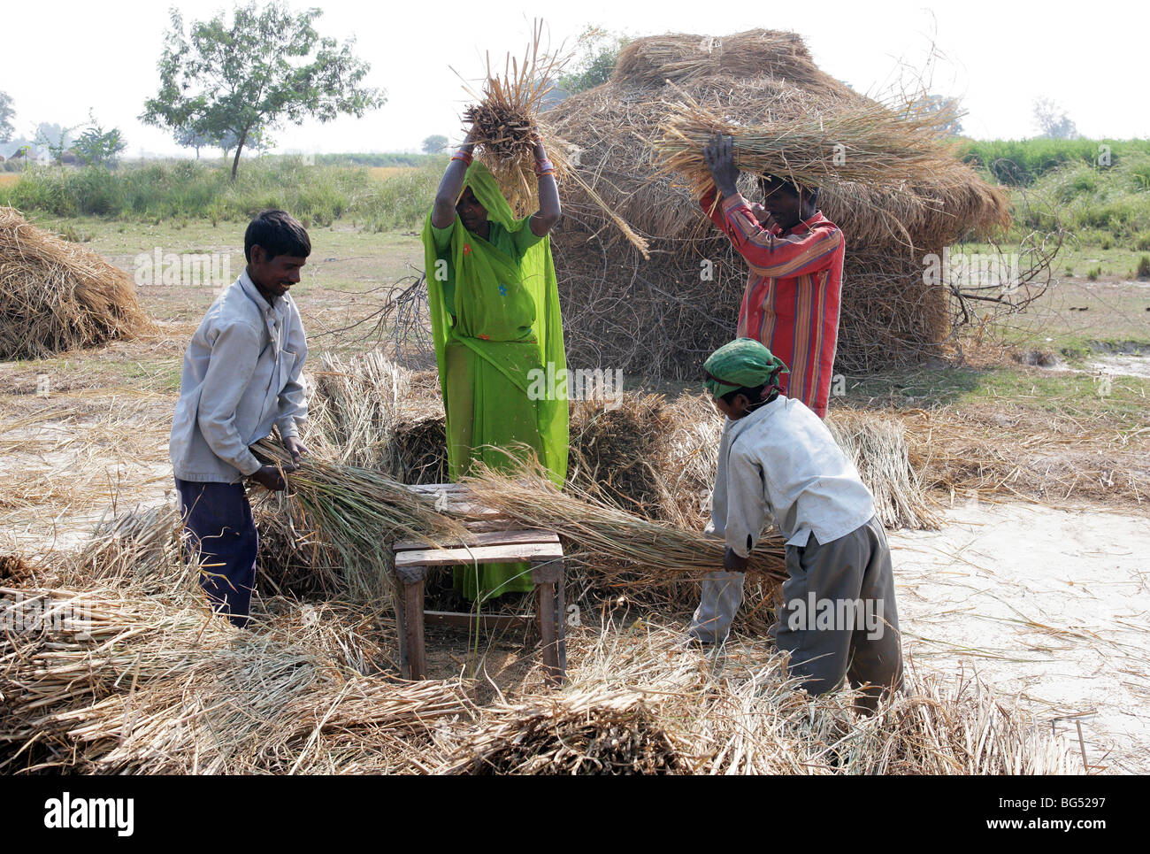 India, Uttar Pradesh: Threshing the wheat. The chaff is being separated from the wheat grains Stock Photo