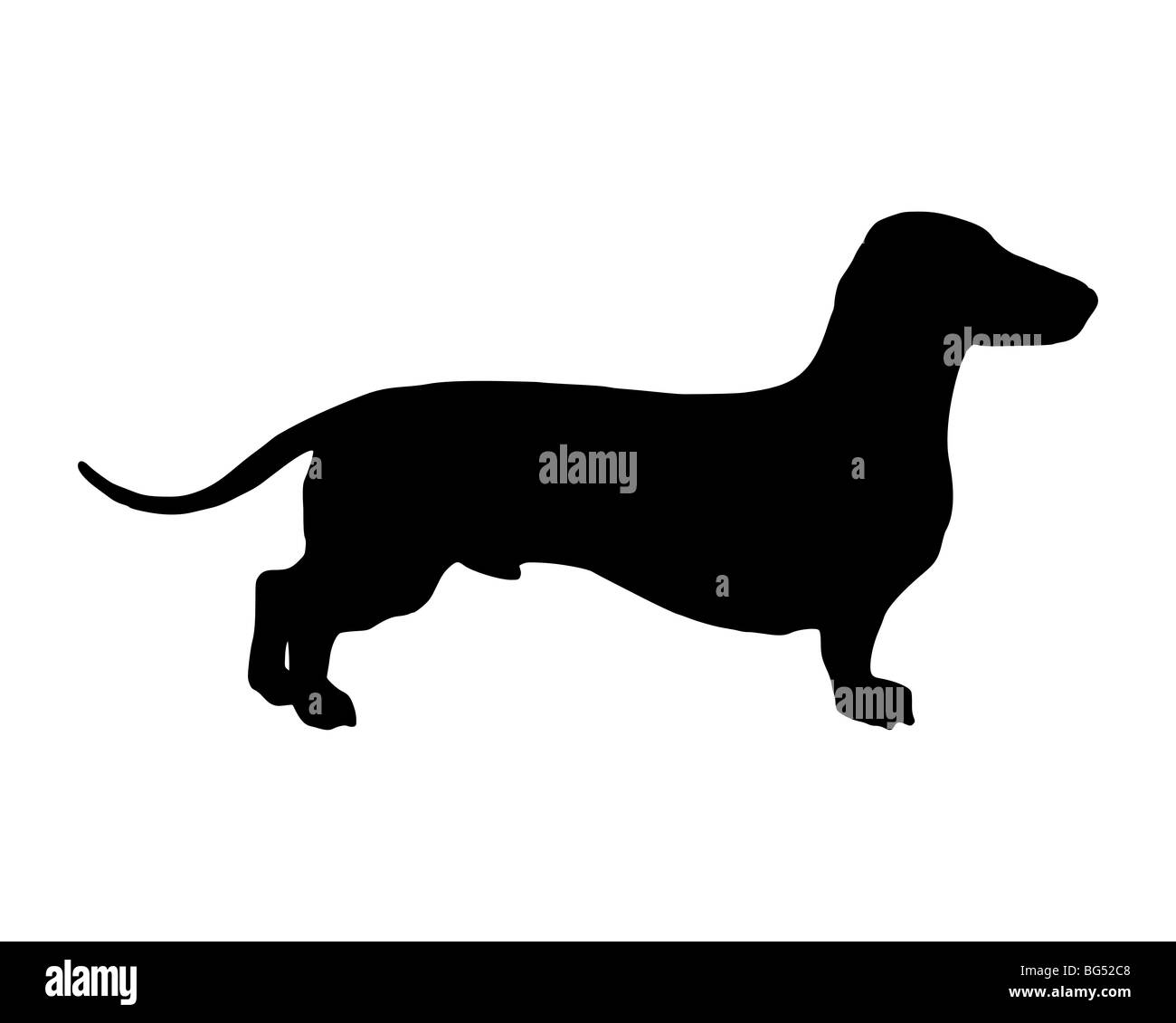 The black silhouette of a shortlegged Badger Dog Stock Photo
