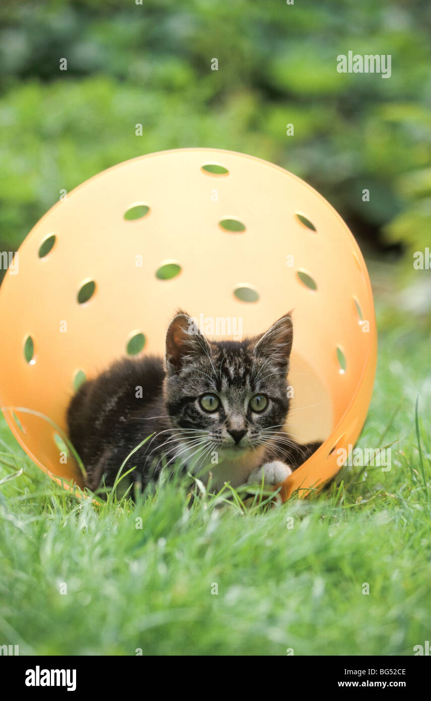 Little tabby kitten playing in the garden Stock Photo - Alamy