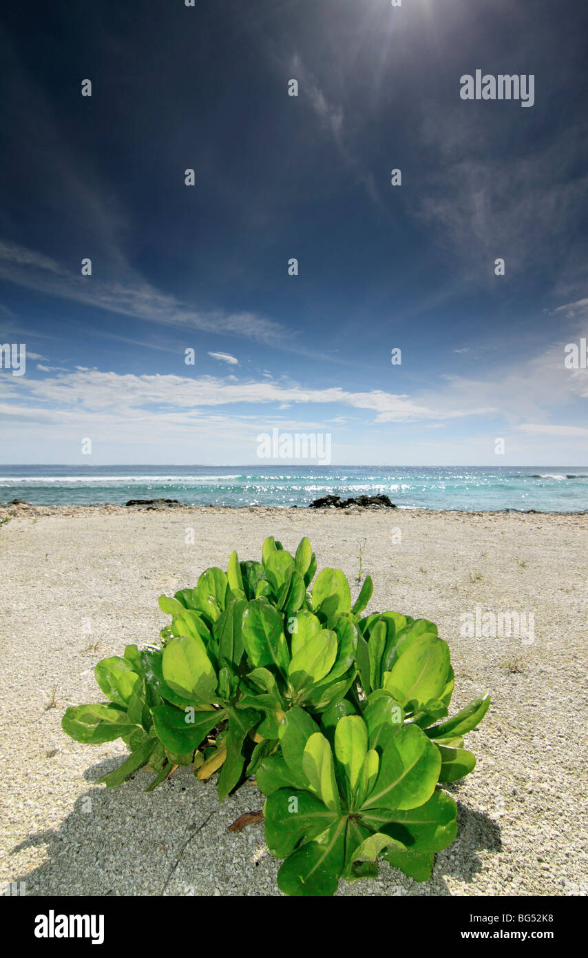 A small Kandoo shrub (Hernandia nymphaeifolia) on the beach at Kandooma island, Maldives Stock Photo