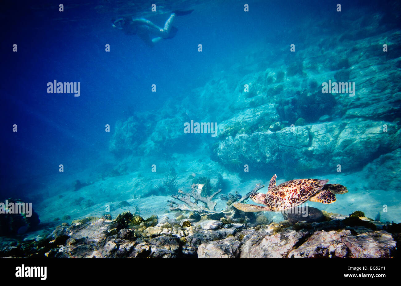A woman swimming with a turtle on a reef off St John in the Caribbean Stock Photo