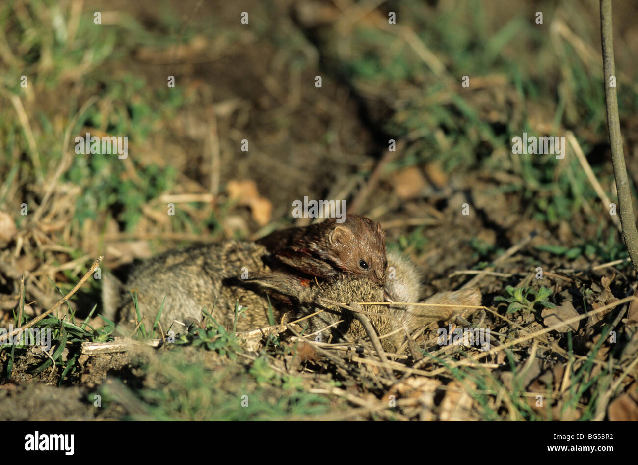 least weasel with rabbit prey, mustela nivalis & oryctolagus cuniculus