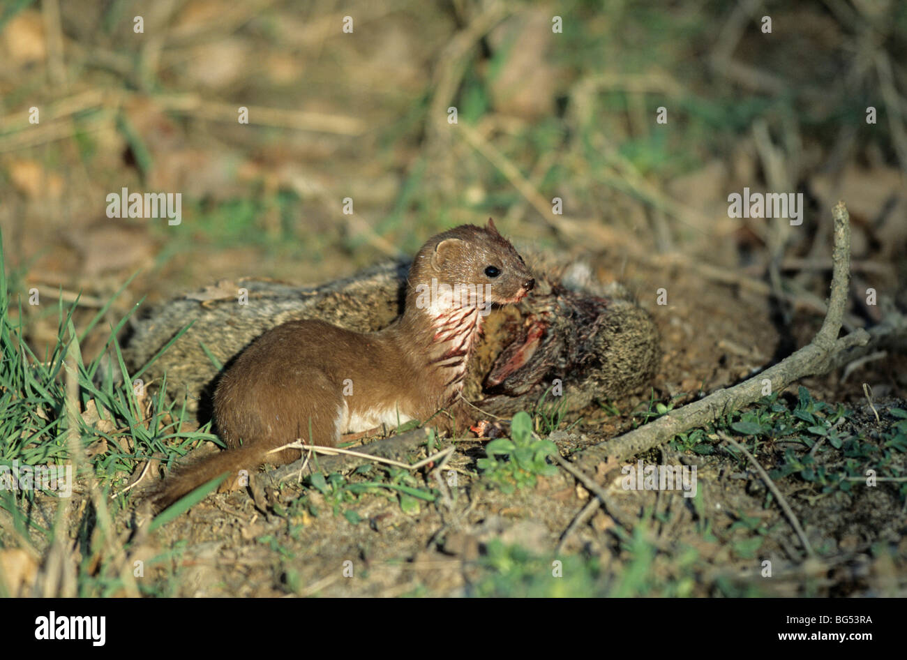 least weasel with rabbit prey, mustela nivalis & oryctolagus cuniculus
