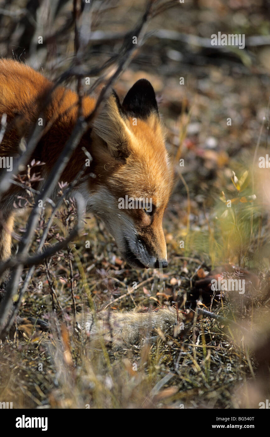 red fox with arctic ground squirrel, vulpes vulpes & spermophilus paryii Stock Photo