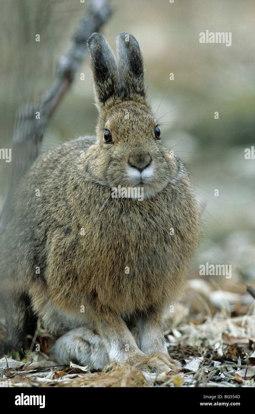 snowshoe hare, varying hare, lepus americanus Stock Photo Alamy