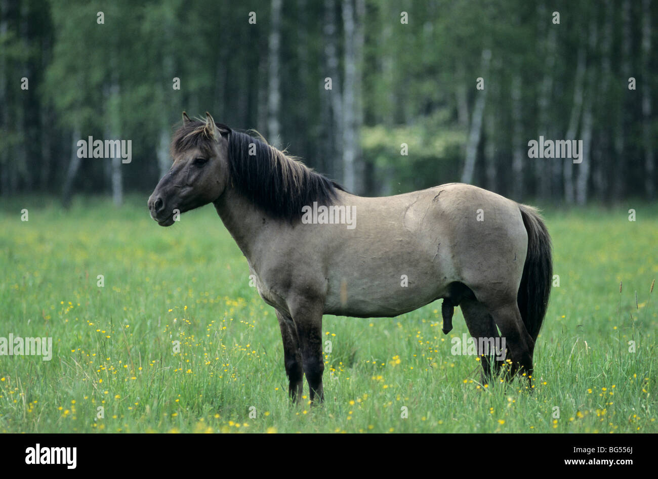 konik, stallion tarpan, equus ferus gmelini Stock Photo - Alamy