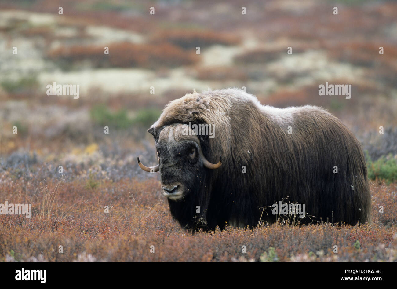 muskox, bull, ovibus moschatus Stock Photo - Alamy