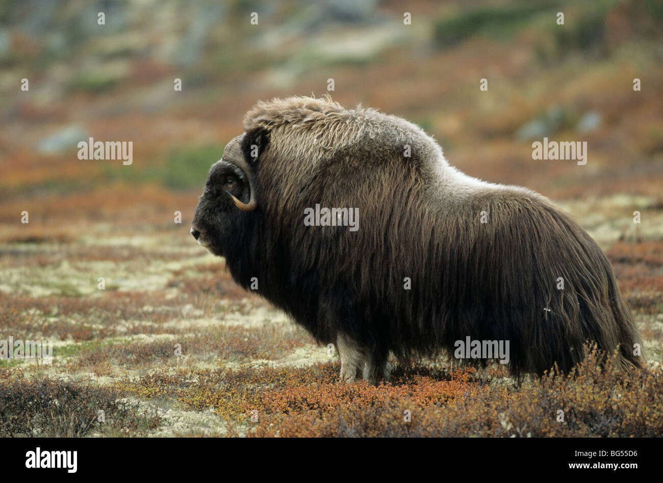 muskox, bull, ovibus moschatus Stock Photo - Alamy