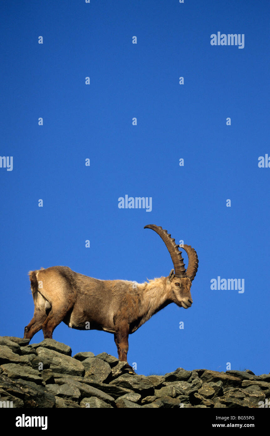 alpine-ibex-buck-capra-hi-res-stock-photography-and-images-alamy