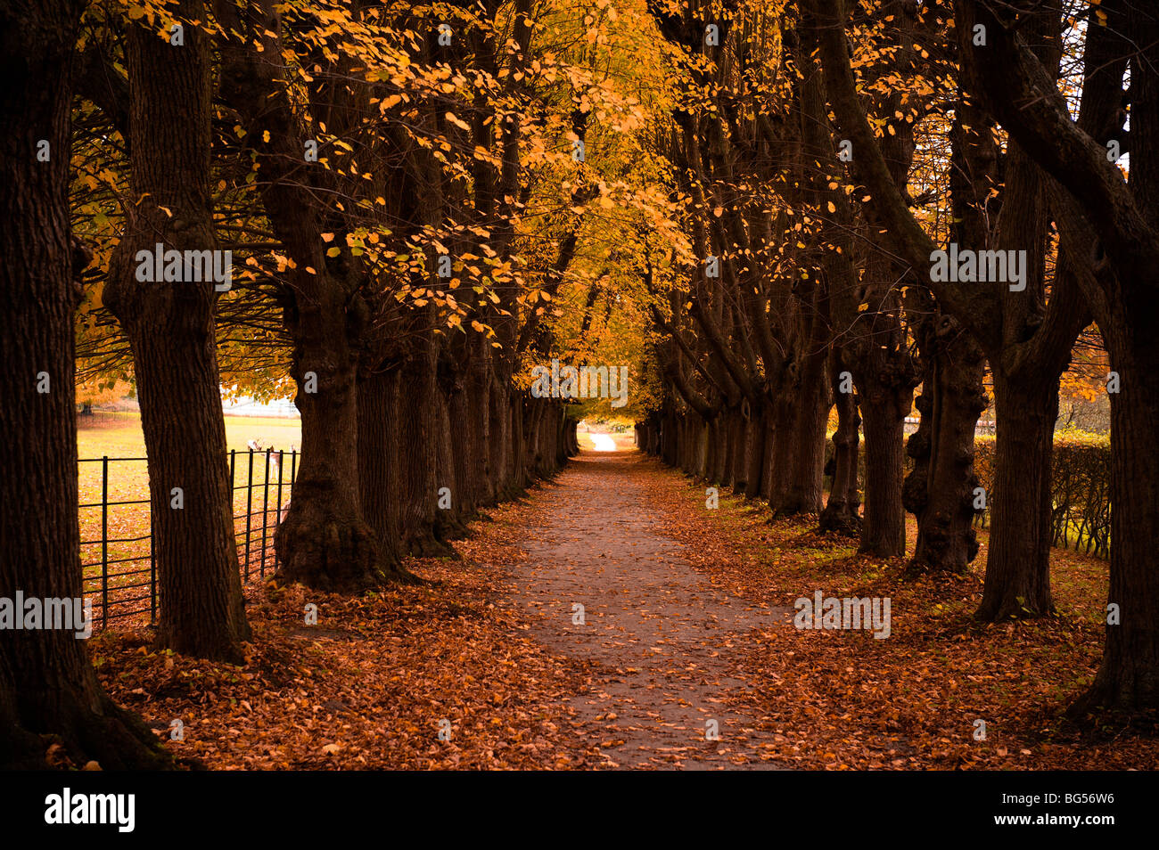 Beautiful autumn colors in the forest Stock Photo - Alamy