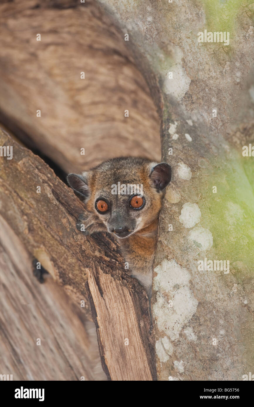 Red-tailed Sporive Lemur or Lepilemur in Tree Hole, Kirindy Forest, Madagascar Stock Photo