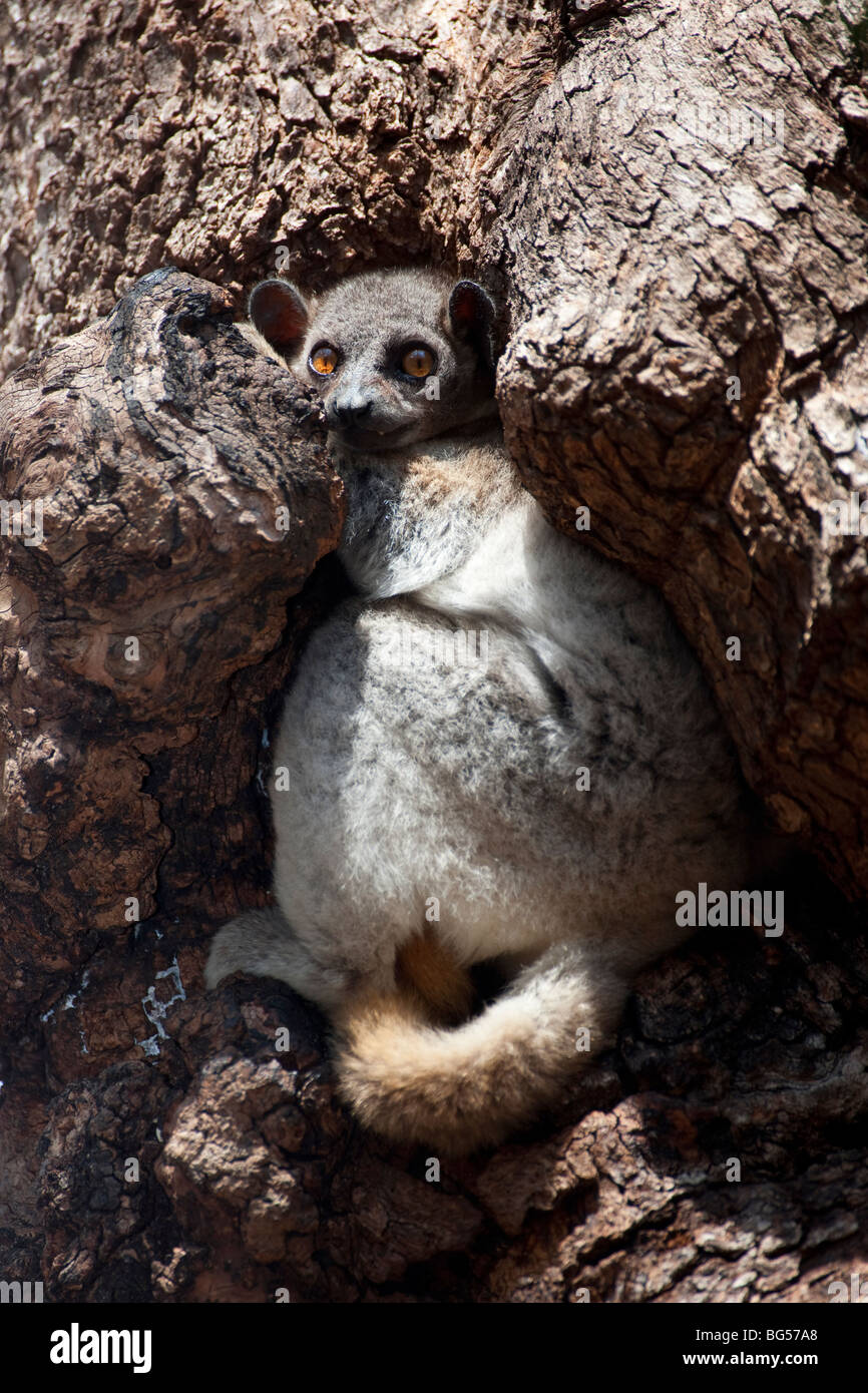 Red-tailed Sportive Lemur or Lepilemur in its Tree Hole, Kirindy Forest, Madagascar Stock Photo