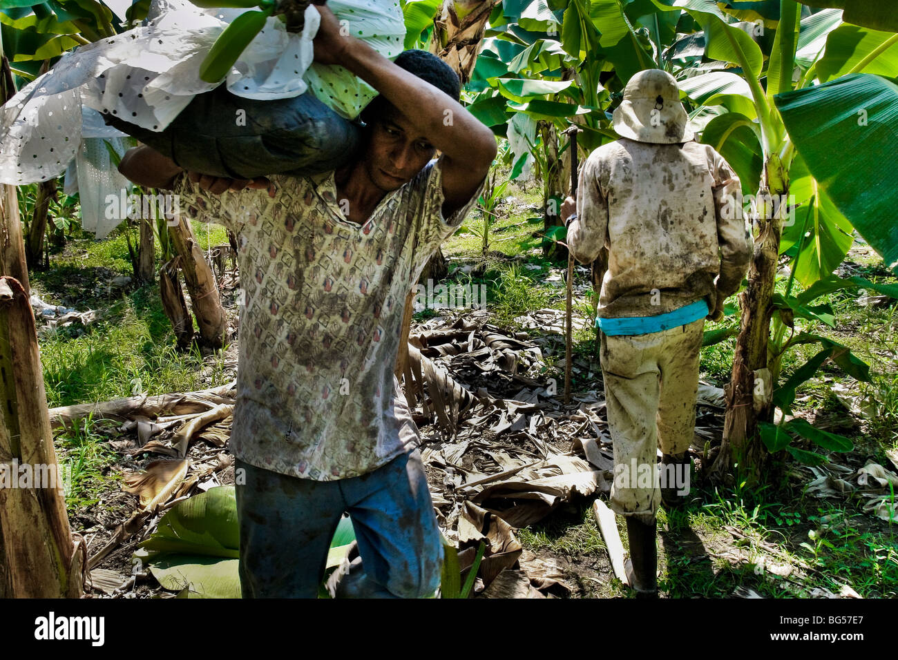 A Colombian worker carrying a bunch of crude bananas on the banana