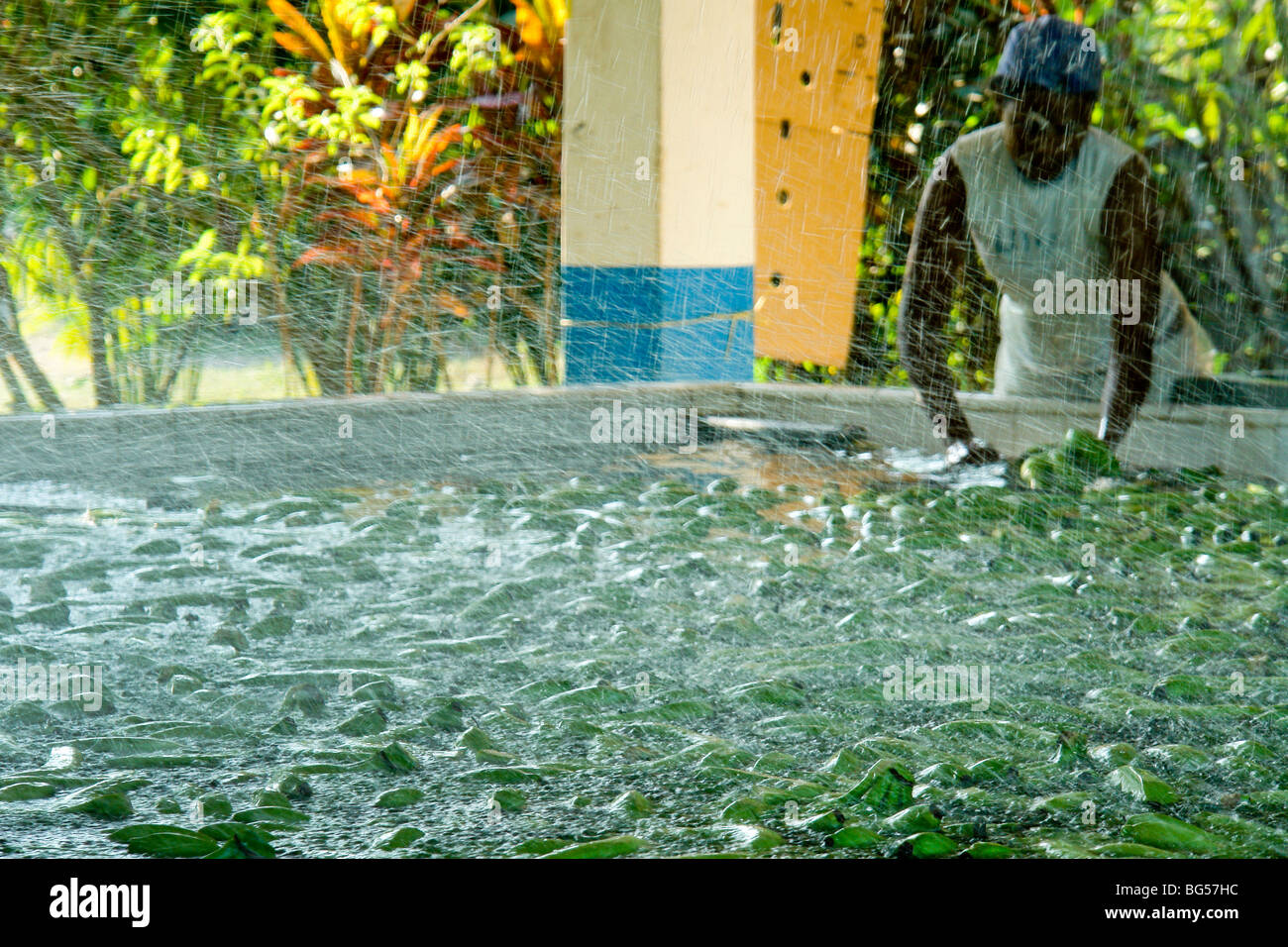 A Colombian worker preparing bananas for packaging on the banana