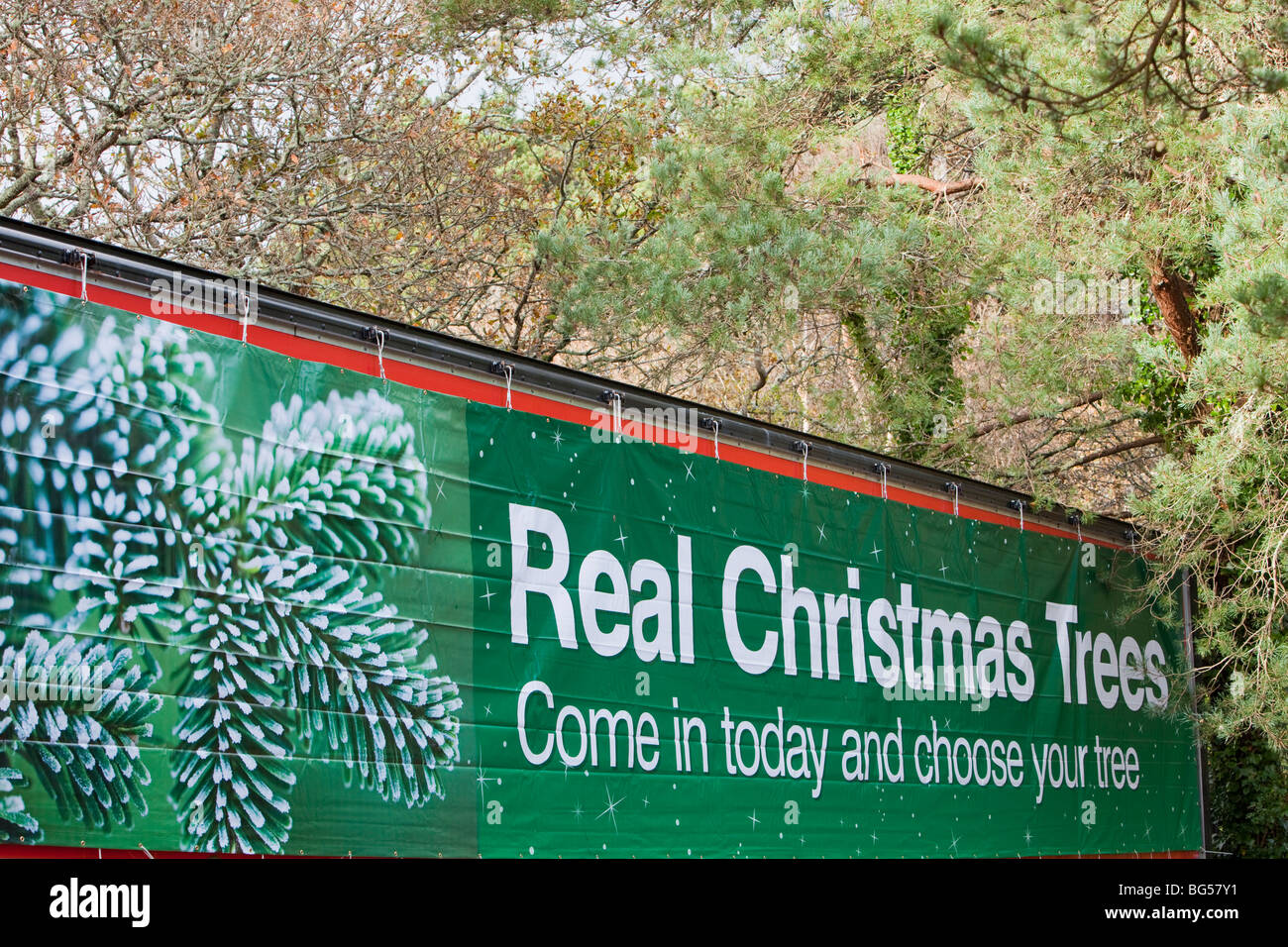 A garden centre near St Austell selling christmas trees, Cornwall, UK Stock Photo Alamy