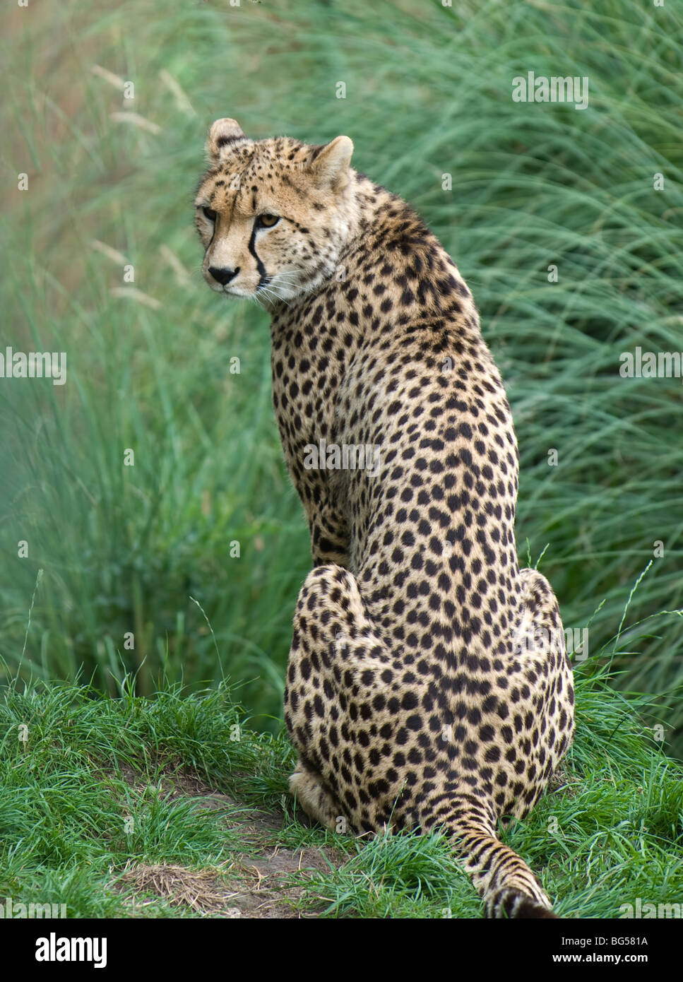 Cheetah; (Acinonyx  jabatus) Big; Cat Stock Photo